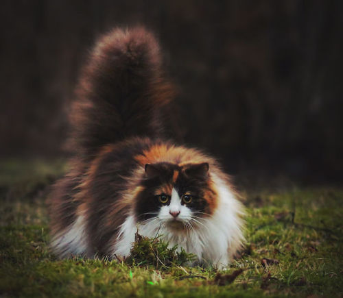 mstrkrftz: Mille, the Norwegian Forest Cat | Jane Bjerkli I bow to thee, Majestic Creature.