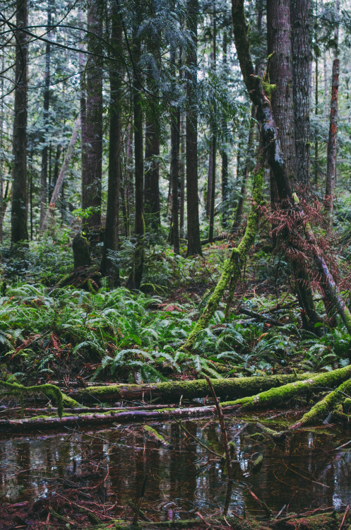 Pond in the Forest