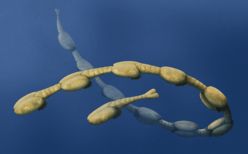 alphynix:  Synophalos xynos, a shrimp-like arthropod from the Early Cambrian of China (~515 mya). Th