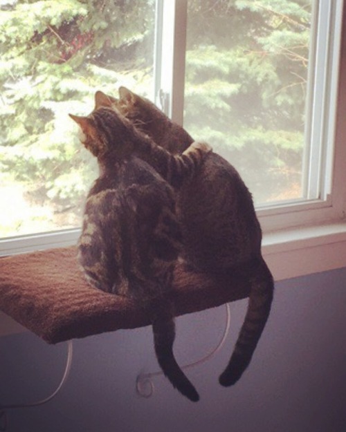 insearchofanadventure:*caption this*My cats love each other and I love them.