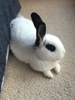 oreo-macaroon-bunnies:  Chillin’ out on