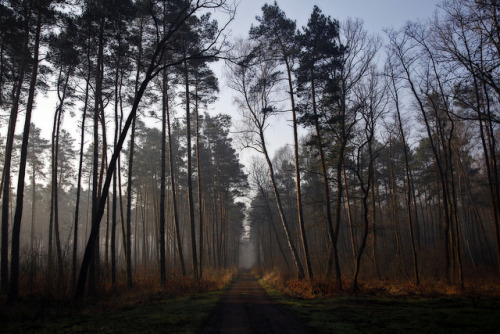 Forest mood by Frame_finder on Flickr.