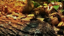 eruditionanimaladoration:  Timber Rattlesnake happy they cranked