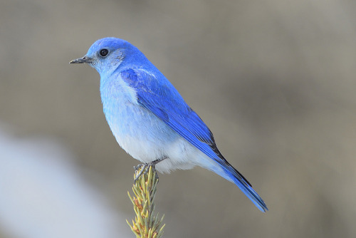 Mountain Bluebird by kdee64 on Flickr.