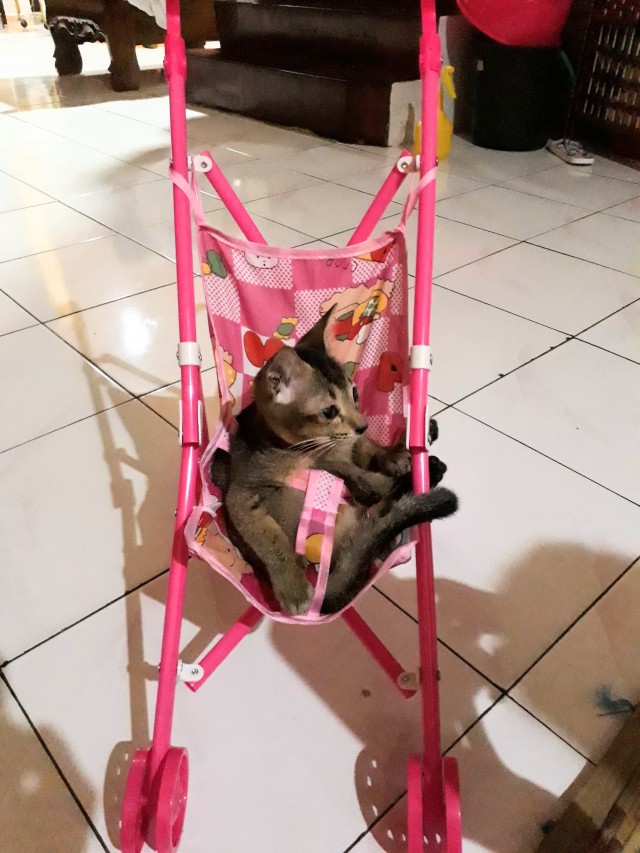 My kitten, Joji, on the toy baby stroller. 