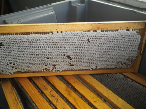 tropicalhomestead: Honey Harvest  4.9.2016 The new bees are doing great! Fired up the smoker an