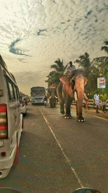 Kerala Elephant Ride/  Elephant safari 