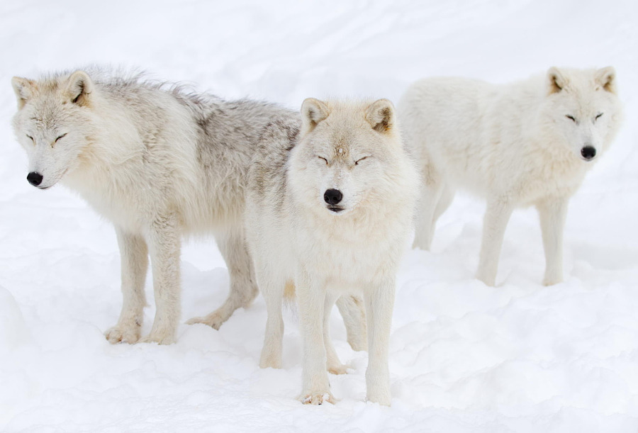 wolvenrealm:Wolf Photography by Jim Cummings [500px]