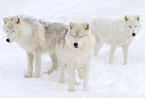 wolvenrealm:  Wolf Photography by Jim Cummings [500px] 