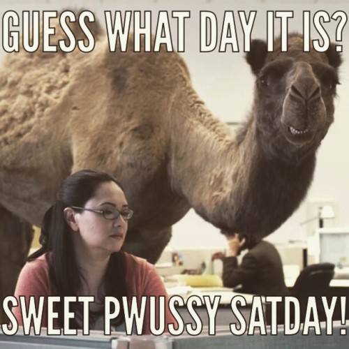 Hey guess what day it is? #SweetPwussySatday @plies #plies #meme #memes #humpday #niggasbelike #girl