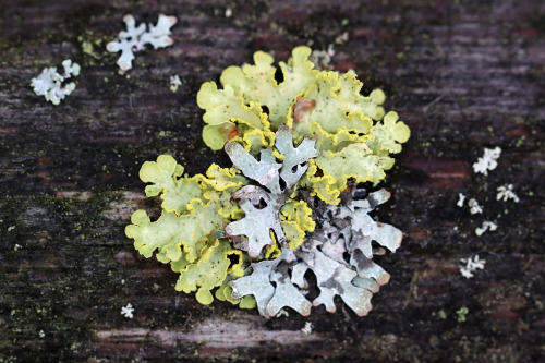 Lichens/lavar on a dead tree trunk.  