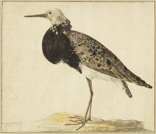 Gerardus van Veen, Standing Ruff, 1677. Philomachus pugnax. Pen and brown ink, watercolor, and gouac