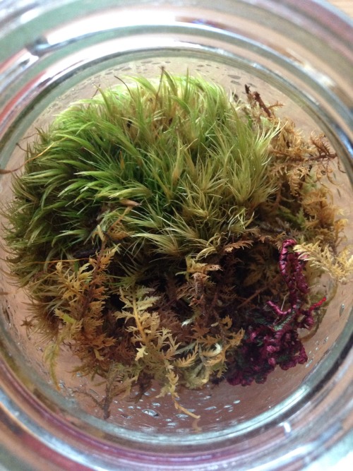 Various moss arrangements in their terrariums, some happier/healthier than others!