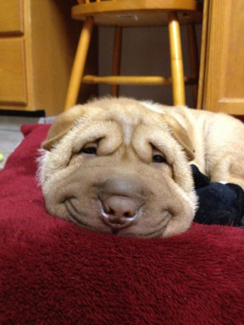 awesome-picz:The Happiest Dogs Who Show The Best Smiles 