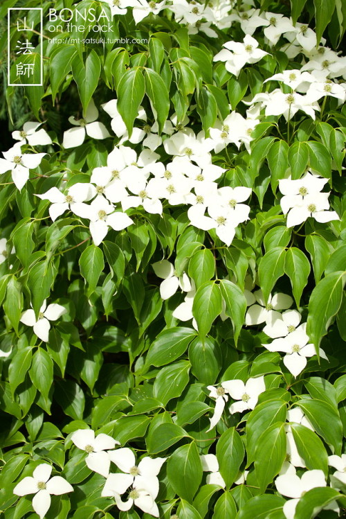 mt-satsuki - 山法師（ヤマボウシ）Kousa dogwood (Japanese...