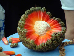 sixpenceee: The fruit of Pandanus tectorius is a round or oval head about 8 inches long and consisting of numerous segments called keys. There are 40 to 80 keys in each fruit. The color of the fruit ranges from yellow to orange to reddish when ripe. It