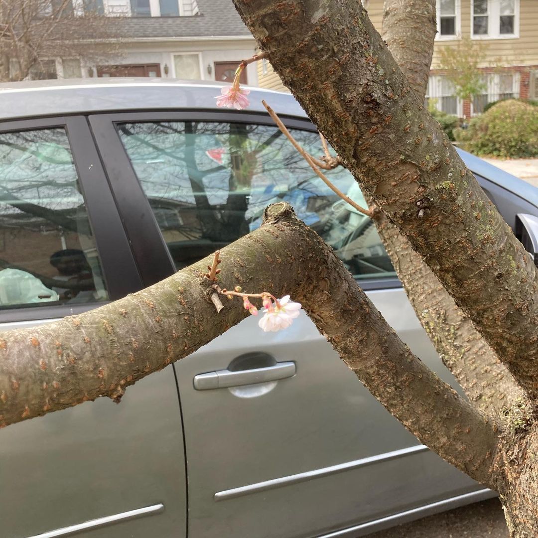 This summer weather in November means trees are confused and started to bloom flowers. We are responsible for this mess - as much as I love the beautiful weather. #ClimateCrisis...