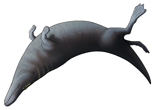 Named after the canine-headed Ancient Egyptian god, Phiomicetus anubis is the first fossil cetacean 