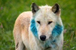 wolveswolves:   The wolves at Wolf Park Indiana were given paint as a form of enrichment and as a  fundraiser to make “original wolf art”. Most of the wolves were happy  to step in the paint for a piece of hot dog and make nice paw prints on a  page,