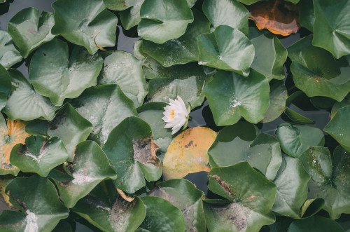 Waterflowers