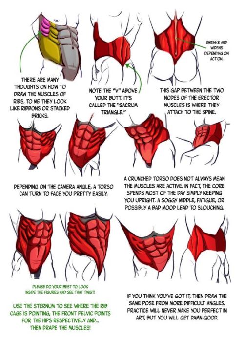 anatoref:  How to Draw AbdominalsTop ImageRow 2: by Josh ReedRow 3Row 4: by NemanJa FilipovicRow 5: by Charles HuRow 6 & 7 