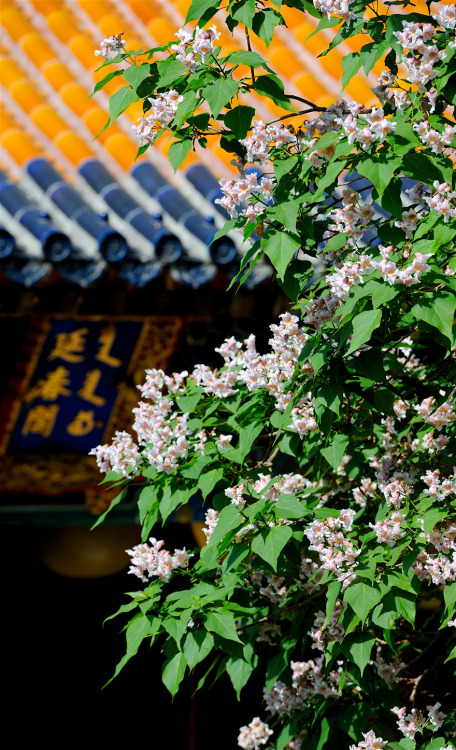 Blossoms of Catalpa bungei in the Forbidden City. 故宫博物院