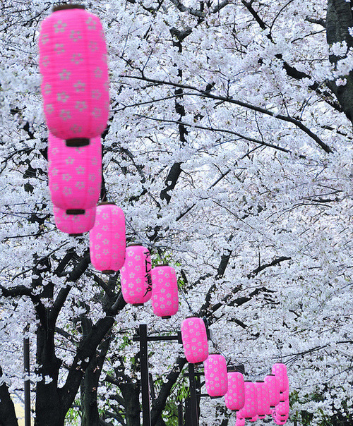 bluepueblo:  Cherry Blossom Festival, Tokyo, Japan photo via jessica 