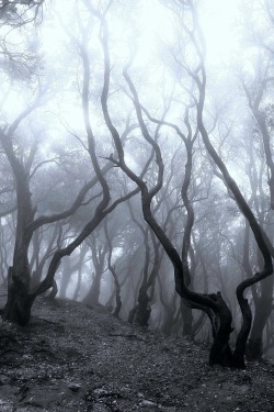 Scary forest | via Tumblr on We Heart It. https://weheartit.com/entry/68830237/via/MeuNomeEJoao