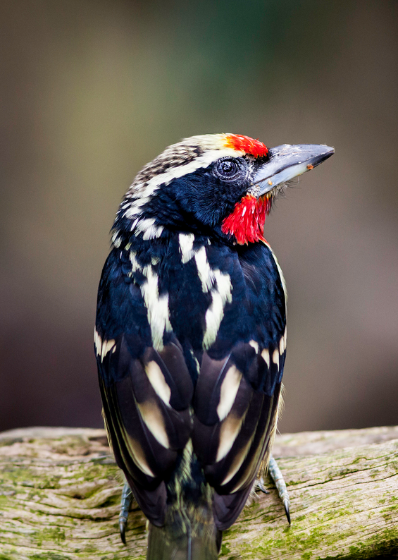 sdzoo:  Pretty birds at the San Diego Zoo by Paul E.M. 