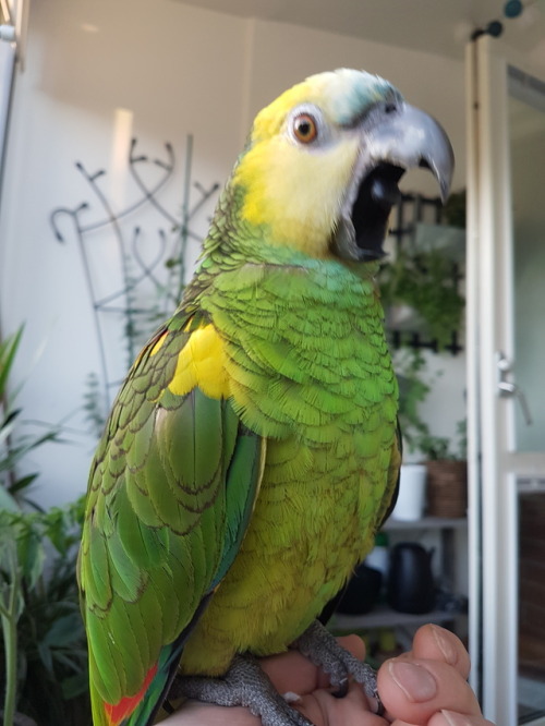 flyinggreenbirb: AAAAAAAAAAAA