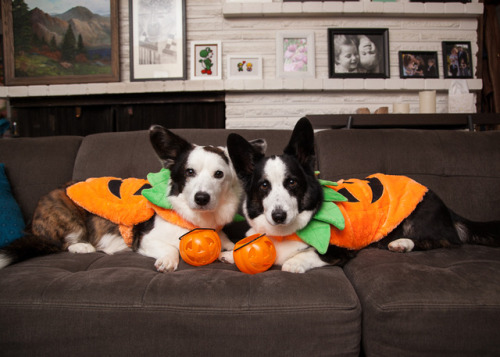 stormycorgis:  The boys are ready for Halloween.  