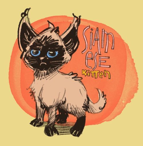 Фото породы Сиамская кошка