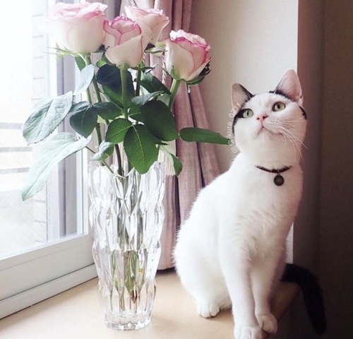 friendly-animals:  (Source)