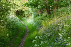 pagewoman: Woodland Path via n.t 