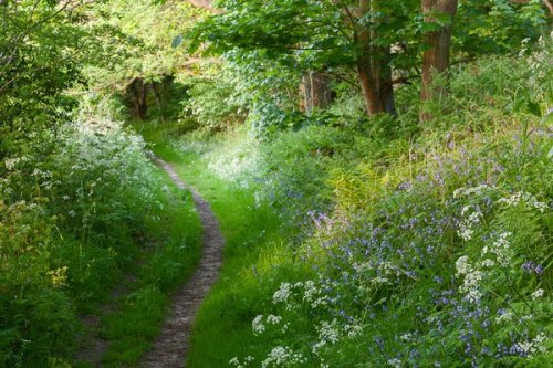 pagewoman: Woodland Path via n.t