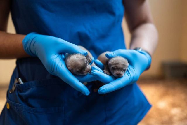 Someone with medical gloves holding a baby ferret curled up in each hand. Her hands enclose them all the way around. They are cute and tiny.