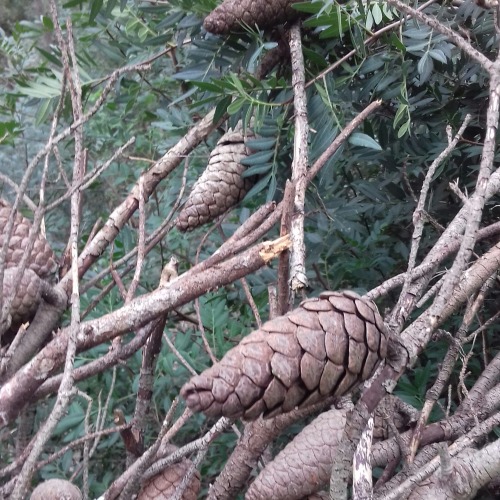 arabskaya-devushka: Moodboard: wild nature - my monthly dose of nature series Western north of Tunis