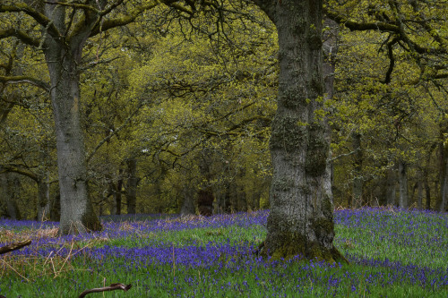 Kinclaven Bluebell Wood, Perthshire, ScotlandIt was quite a delight to walk through these woods and 