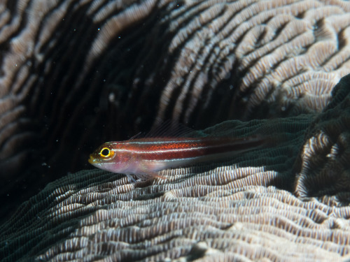 Striped triplefin (Helcogramma striata)