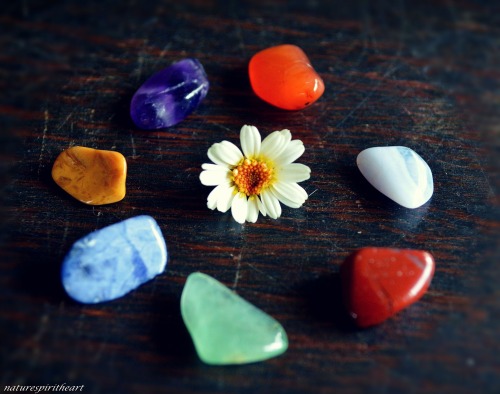 naturespiritheart:daisy and some gemstones from my collection :)