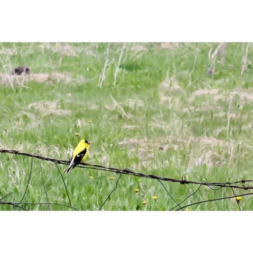 Springtime greens & yellow- - #springtime #nature #bird #birdwatching #goldfinch #americangold