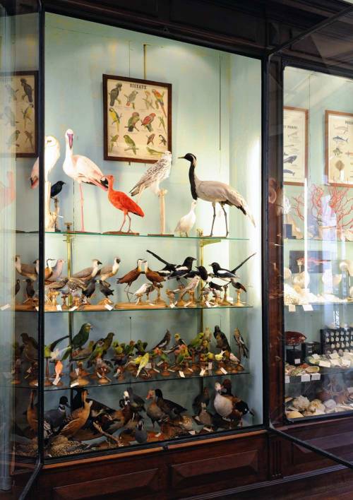 indefenseofart:One of my absolute favorite places in Paris: Deyrolle, a modern day Wunderkammer just behind Musée d’Orsay on the left bank. It was first established in 1831 by Jean-Baptiste Deyrolle from a passion for natural history and entomology