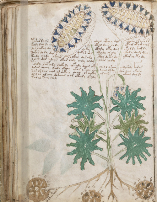 moon-medicine: The Voynich Manuscript is a mysterious text, written in an unknown language and fille