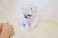 littlesexxkitten:  kiddiepageants: Marshmellow the white pug (x)  TOO CUTE 