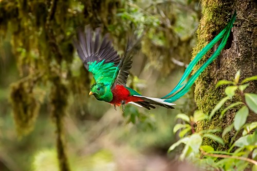 wapiti3:The resplendent quetzal /ketSAHL/ (Pharomachrus mocinno) is a bird in the trogon family. It 