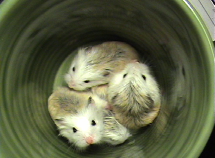 hamsters-in-cups:  Four widdle hammies in a cup… 
