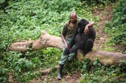 wild-earth:  Man comforts gorilla who just