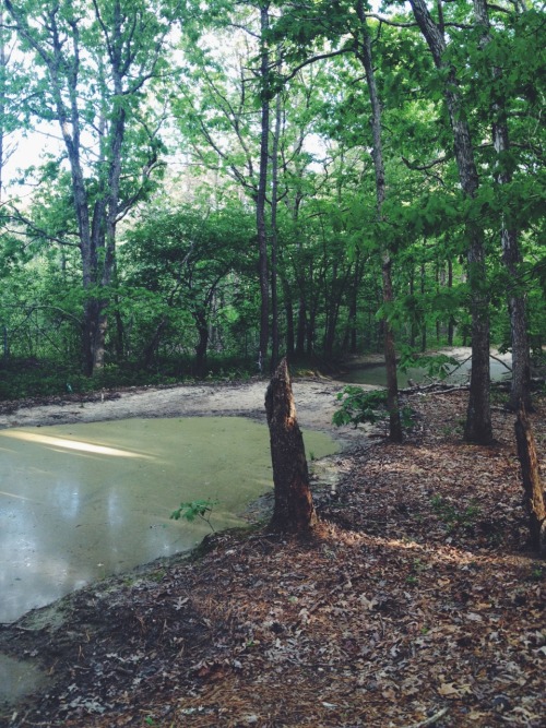petalya:  My friend and I went on a trail run today and it was very pretty 