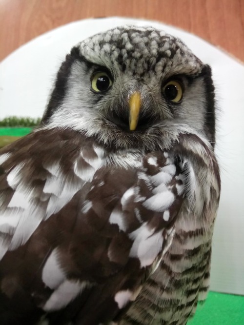 Say cheese!!!  This lil hawk owl has a very sweet face