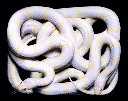 XXX brainalize:  Snakes in squares by Guido photo